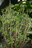 Euphorbia milii RCP7-11 004.JPG